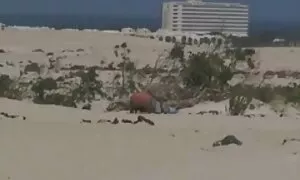 Asia awek cun seks kitty bersenang-senang dengan mereka pencinta
